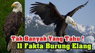 Tak Banyak Yang Tahu! Inilah 11 Fakta Burung Elang Sebagai Penguasa Langit
