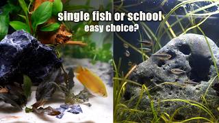 Should you choose a school or single fish for your nano tank?