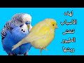 لماذا ينفش طائر الكناري والحسون ريشه الأسباب والحلول