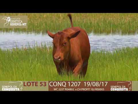 LOTE 53 CONQ 1207