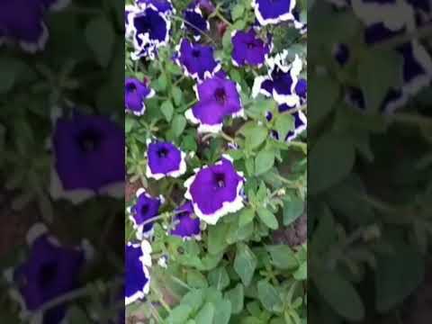 Video: Purple flower to create harmony on the site