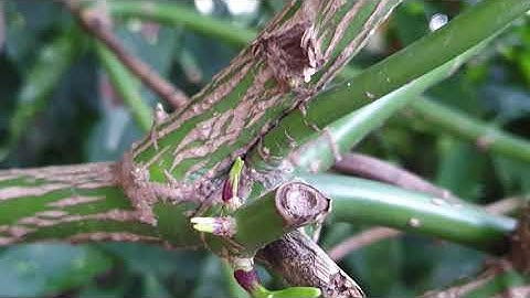 Fractals in Nature (4K, Visuals, Meditative, Voice)