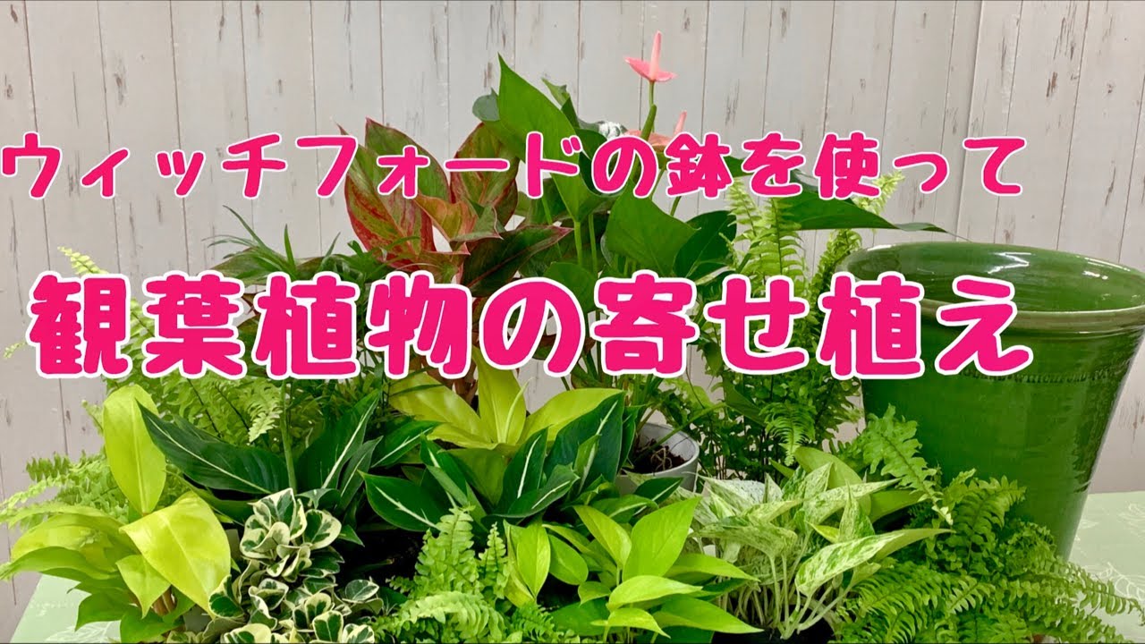 上からウィッチフォードの鉢を使って観葉植物の寄せ植えプランツ