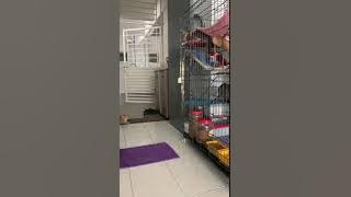 Sikenit ada tetamu yg garang...😸😸
