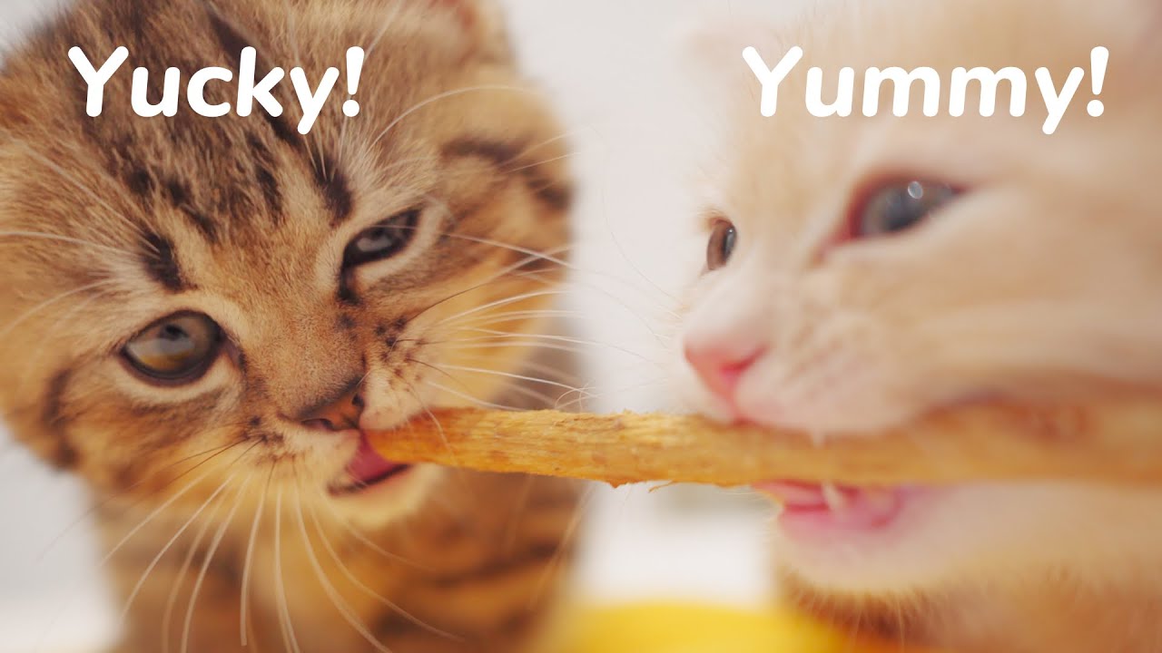 kitten-dental-treats-yummy-or-yucky-day-50-baby-kittens-day-1-to