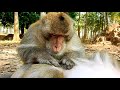 Amazing !! ASMR Monkey Grooming Big Male Monkey Come To Offer Best Grooming For Big Female Monkey