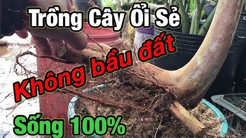 Trồng cây ổi sẻ không bầu sống 100%