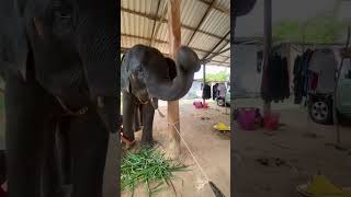 #elephant #ช้างไทย #ช้างสุรินทร์ เฮียเองก็ลำบาก