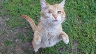 Cuteness Orange Stray Cat With Beautiful one eyed