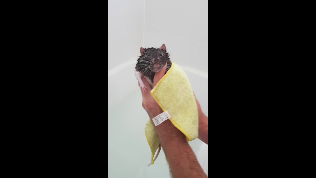 Basic rat washing