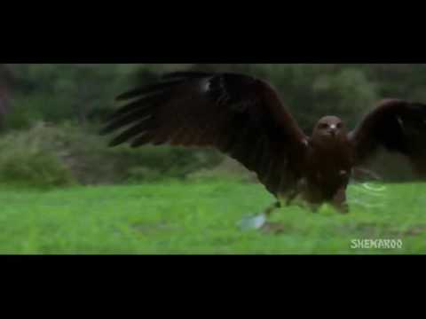 Mausam Ki Rawani Tum Hi Toh Ho Socho Toh Sain Hd Songs 1080p Maharaja