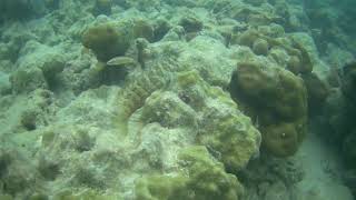 Jewelled Blenny (Salarias fasciatus)
