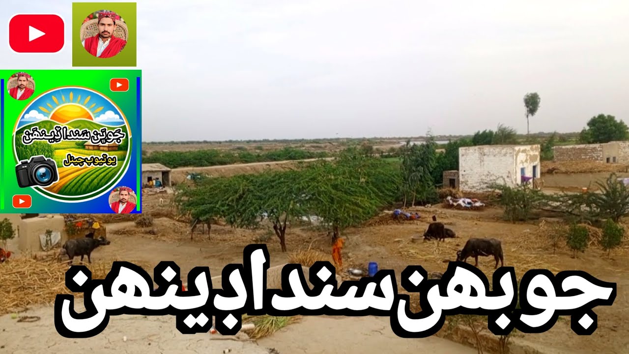 Discover the Heart of Sindhi Village Life | Authentic Rural Sindh
