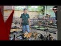 Vietnam: Bande stahl fast 2700 Katzen für Verzehr | krone.tv NEWS