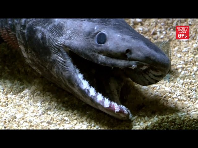 Living fossil frilled shark dies in captivity class=