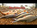 👌Amazing fishing|incredible India fish|catching|😁 Big rohu fishing|unique fishing|Rohu catch fish|🐟