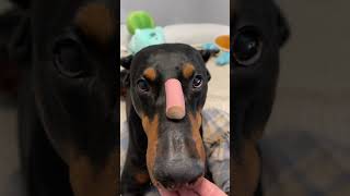 Patience training! #dogshorts #doberman #funnydoberman #dog #funny #dogtraining ￼