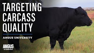 Breeding Cattle For Certified Angus Beef Premiums - Targeting The Certified Angus Beef Brand