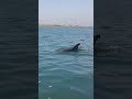 Watch This If You're From Texas 🤘 #Texas #island #nature #shorts
