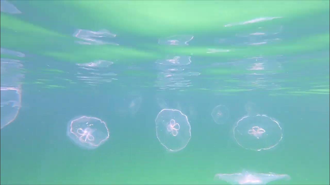 Swimming with Moon Jellyfish Panama City Beach July 2022 YouTube