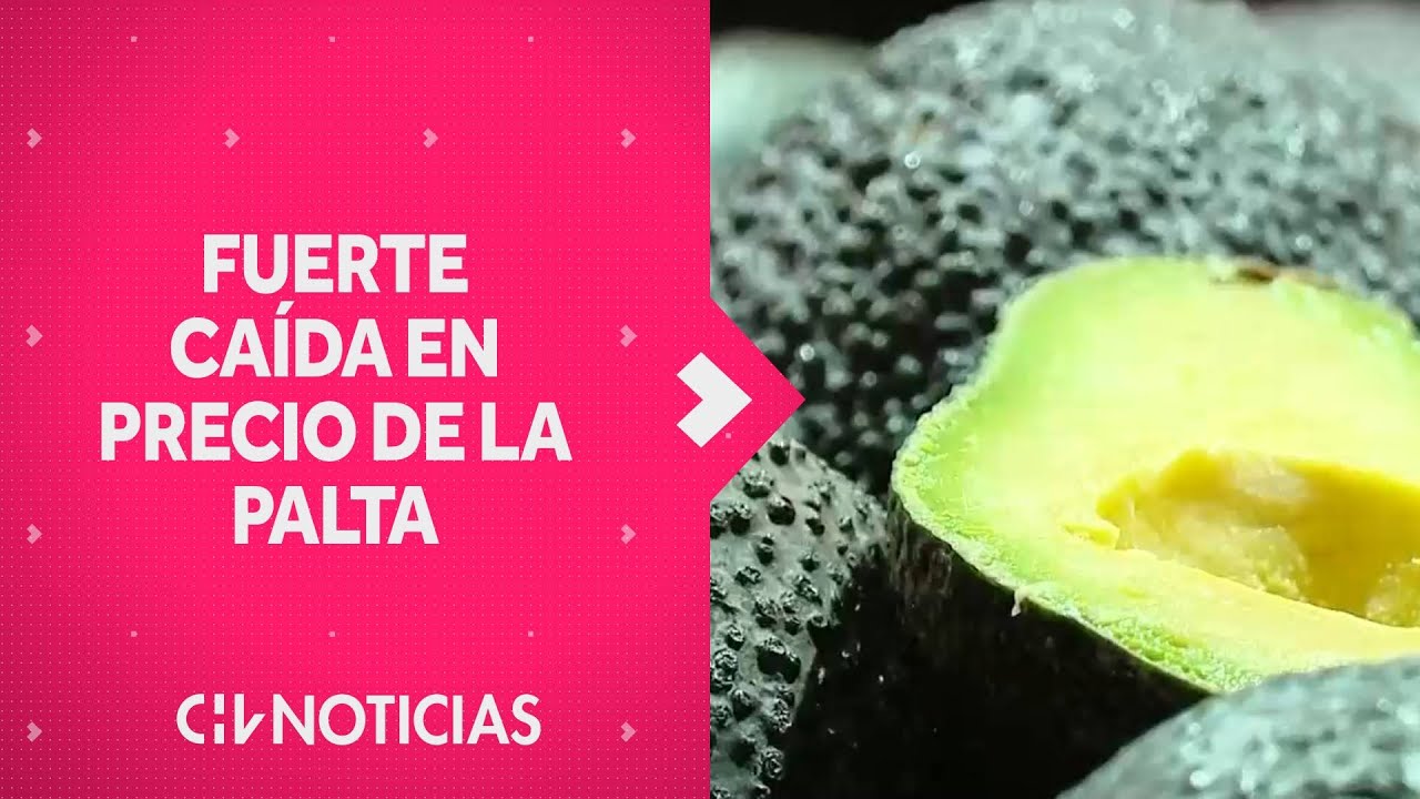 Precio de la palta registra fuerte caída: Kilo se puede encontrar desde $1.900 - CHV Noticias