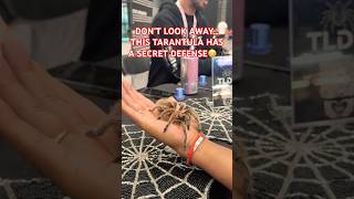 🕷️ This tarantula has a defense you REALLY don’t want to trigger! 😳 #Tarantula #Wildlife #amazing