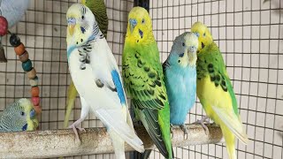 Cute Pet Budgies Chirping, 3 Hour Nature Parakeets Bird Sound to Reduce Stress