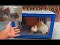 Bantam hens arrived | fancy hens | blue and white bantam breeder pairs