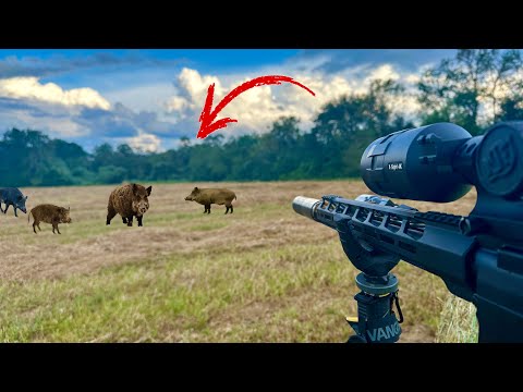 HUNTING this Farm for The United States most Destructive Invasive Species!