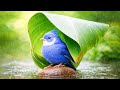 🌾 Peaceful Piano, Birds, and Rain Sounds - Music to Help You Relax and Relieve Anxiety