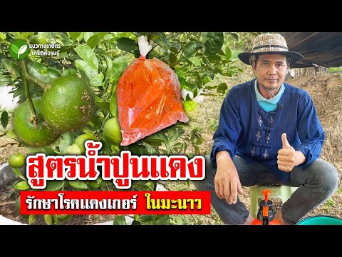 น้ำปูนแดงแก้โรคแคงเกอร์ ป้องกันรากเน่า โคนเน่า