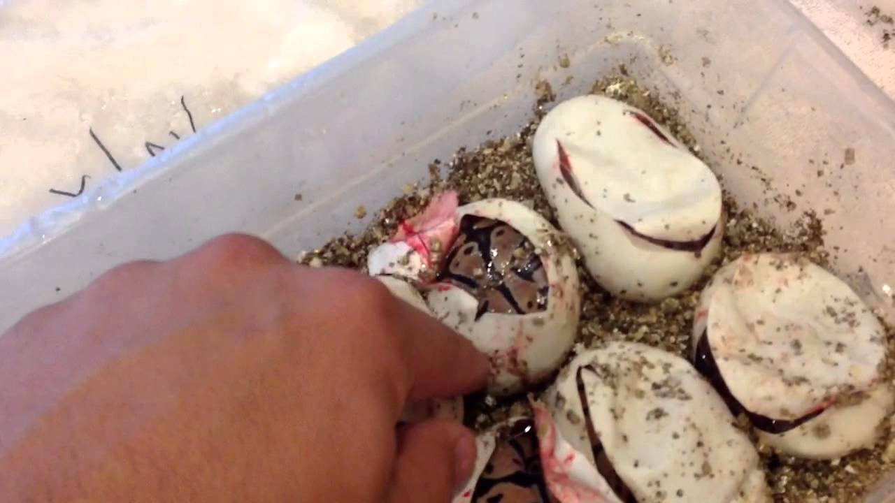 biteable Clutch #3 Cut Which Could Be My Last Clutch Ever :-(