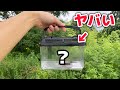 500円で売られていた生き物を飼育してみると大化けした!!!