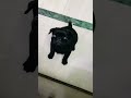 #pug#cute#yume