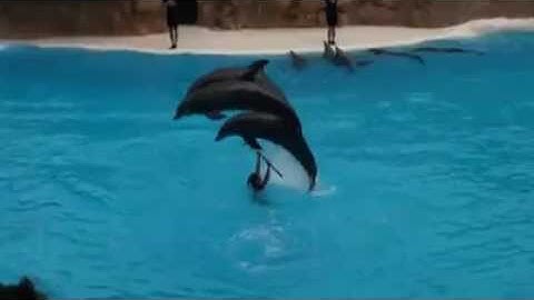 Dolphins extreme videos