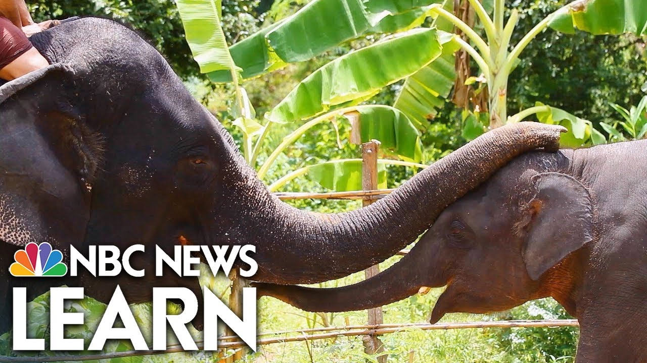 Mysteries of the Brain: Emotional Brain