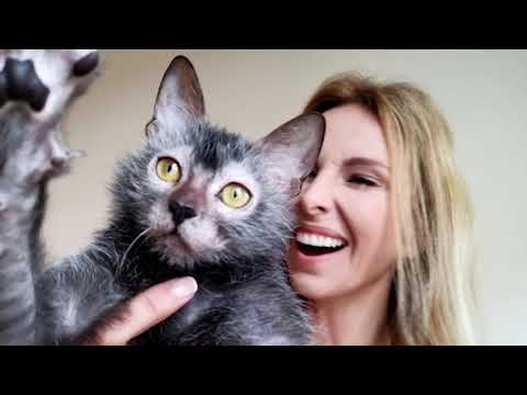 Video: Le Razze Di Gatti Più Capricciose