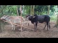 Cow Breeding In Bangladesh! Must Watch!! Presented by ছিলা কলা!!!