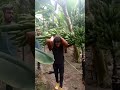 روش برداشت موز 