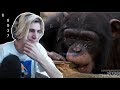 Is xQc smarter than a MONKEY?