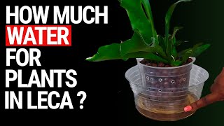 How much water should I put in my LECA plants? by The Leca Queen 1,847 views 1 month ago 2 minutes, 4 seconds