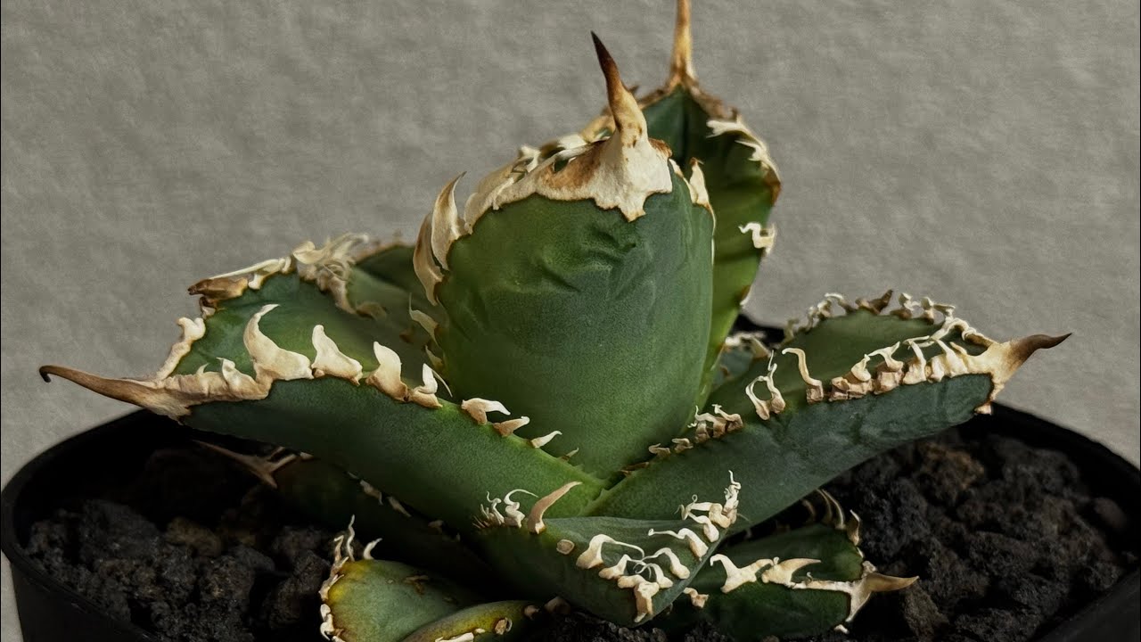 アガベ・チタノタ 白幽霊（芽）-006｜agave titanota white ghost
