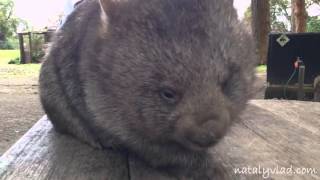 Вомбаты в Австралии - Wombats in Australia