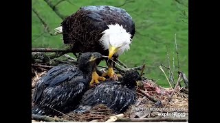 DN17,18: The food dad brought back in the rain tastes not too bad 秃鹰Decorah Eagles   2024 05 02