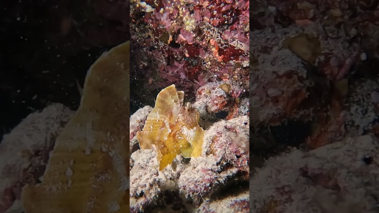 Leaf Scorpion Fish Hunting