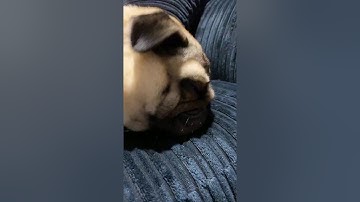 PUG SOUNDS ASMR 2021 | Pangpang the Pug doing some cute pug snores and sounds (YouTube Short Live)