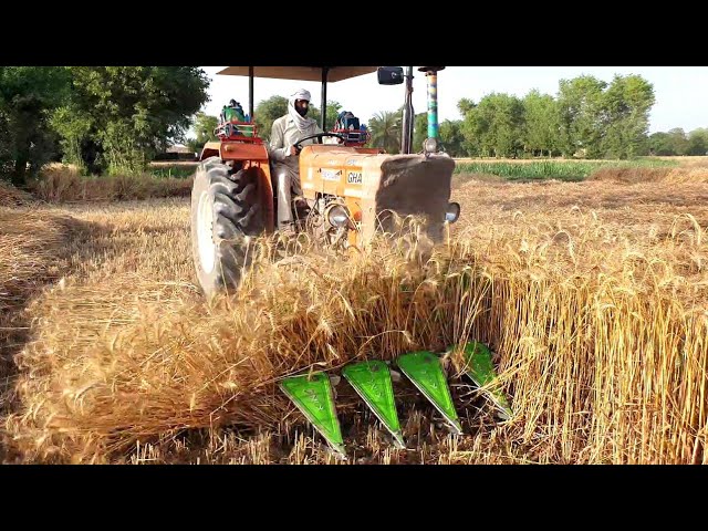 Al Ghazi 65hp very Efficient performance on Wheat Reaper machine | Wheat harvesting in Village Al Ghazi 65hp very Efficient performance on Wheat Reaper machine | Wheat harvesting in Village