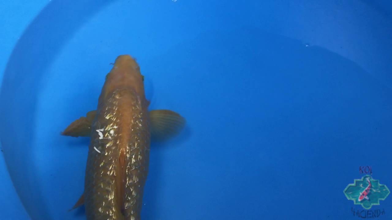 Karashigoi Ginrin ref. 14.16.032