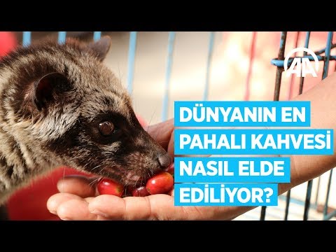 Dünyanın en pahalı kahvesi | Kedi dışkısından üretiliyor