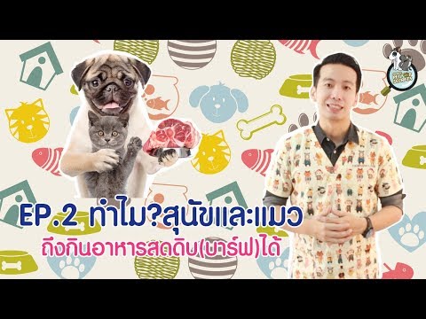ทำไมสุนัขและแมว ถึงกินอาหารสดดิบ(บาร์ฟ)ได้ Ep.2